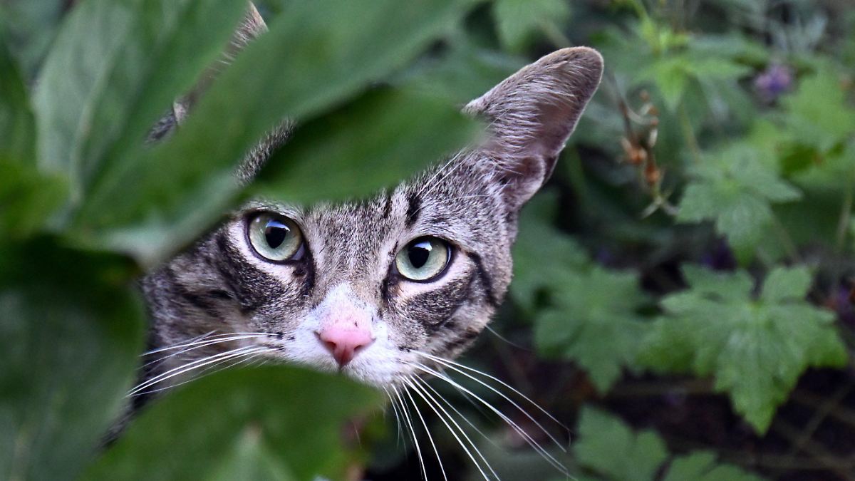 KATZE FÜR SRF-SERIE GESUCHT
